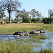 Hippo crossing water in the Okavango Delta, Botswana 2