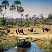 botswana-chobe-elephant